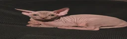 Sphynx cats for sale: Sphynx kittens 5 Tica generation certificate  in Belfast - Advert 7