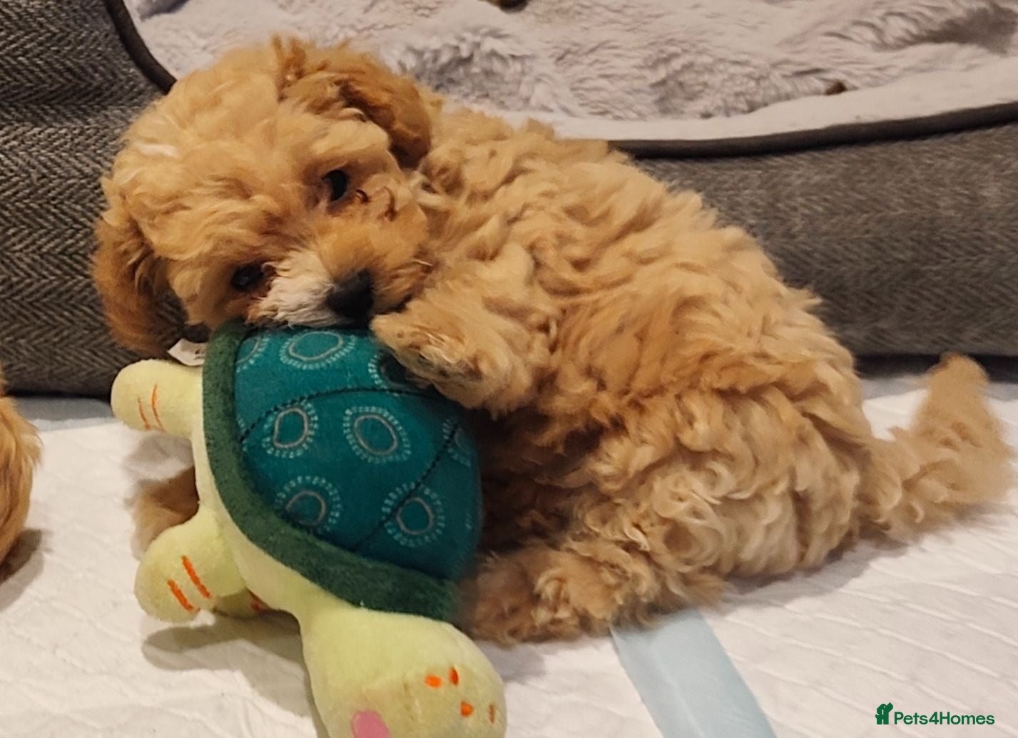 Maltipoo dogs Very Tiny toy F1B maltipoos 2 left - Advert 3