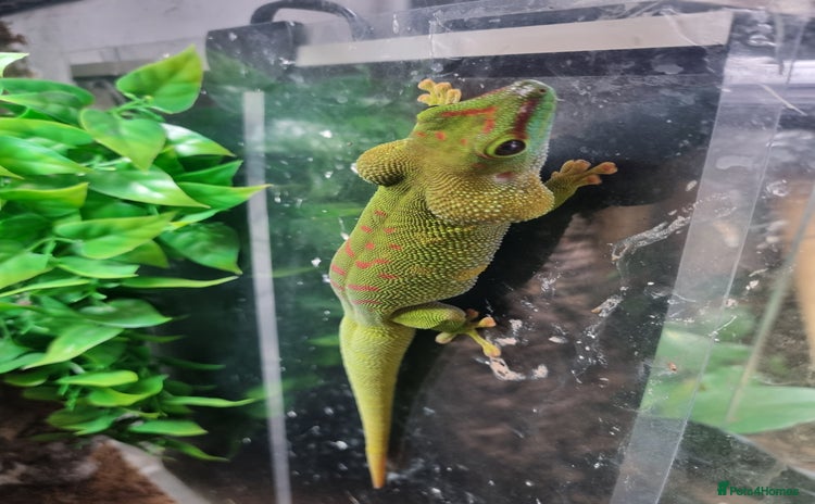 Gecko reptiles - Advert 2
