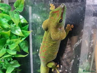 Gecko reptiles - Advert 10