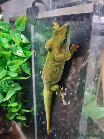 Gecko reptiles - Advert 1