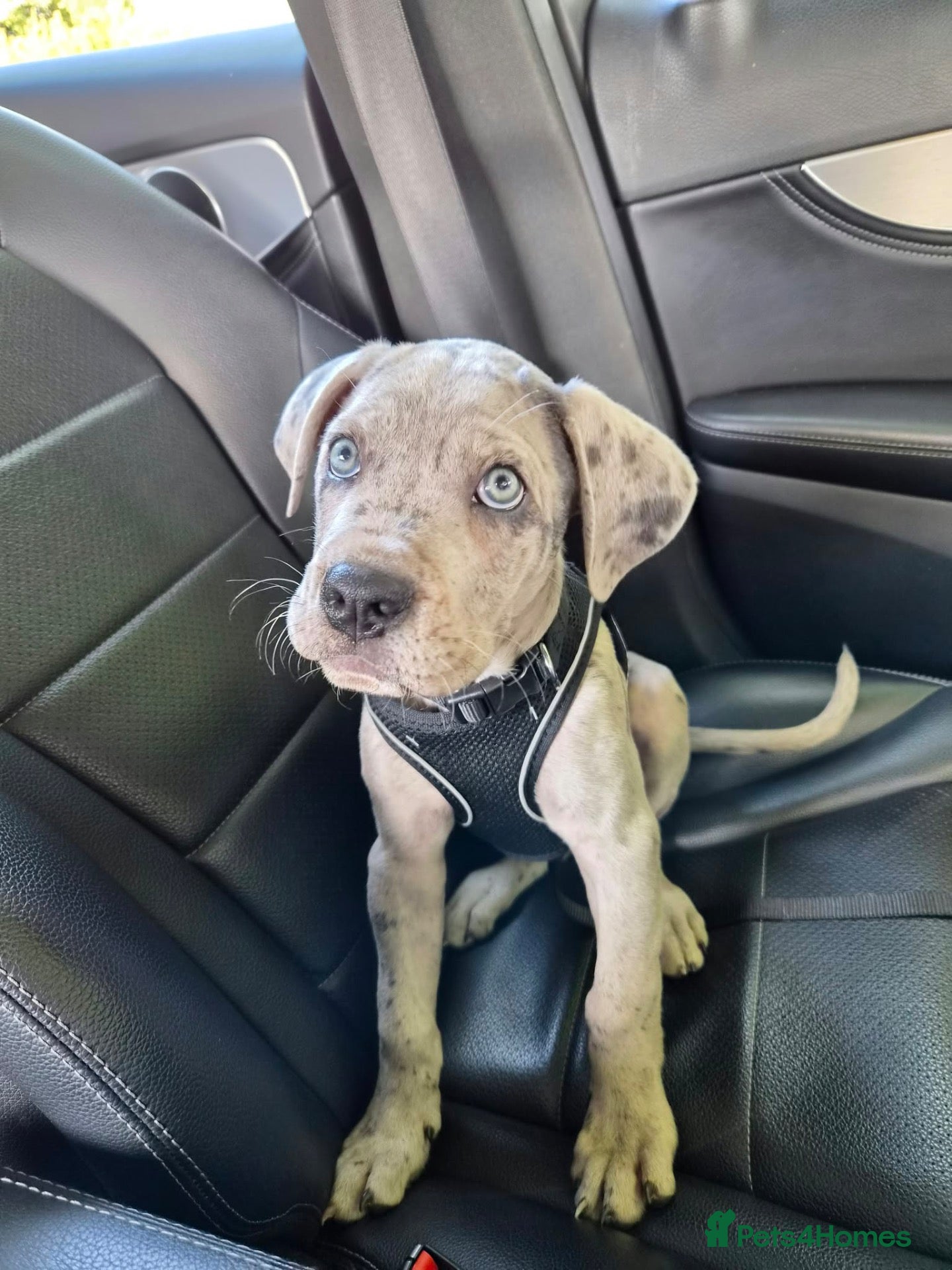 Cane Corso dogs ONE MERLE 11 WEEKS OLD - Advert 2