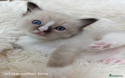 Ragdoll cats for sale: Adorable Ragdoll kittens - Image 15