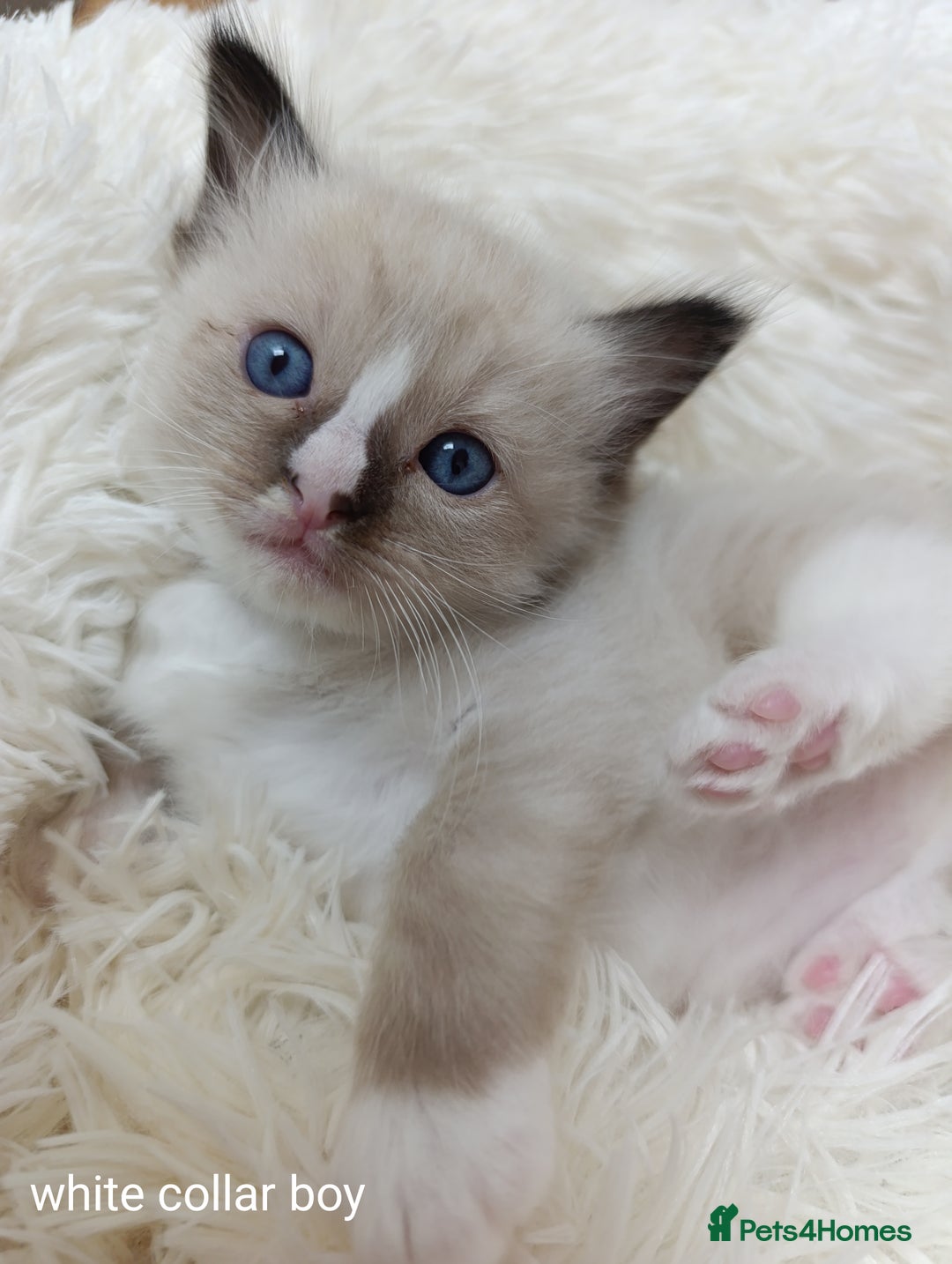 Ragdoll cats for sale: Adorable Ragdoll kittens - Image 15