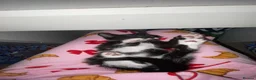 Domestic Shorthair cats for sale: 3 kittens looking for forever home 🐾 - Advert 6