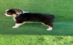 Australian Shepherd dogs for sale: Australia shepherd Kc puppies  - Image 37