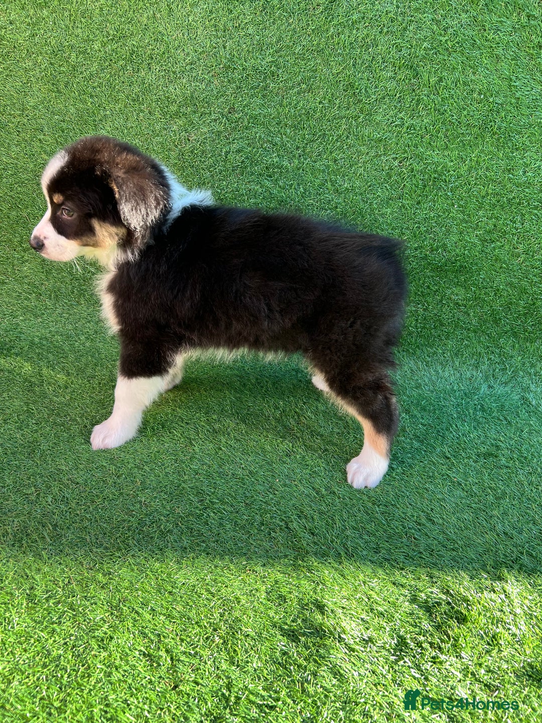 Australian Shepherd dogs for sale: Australia shepherd Kc puppies  - Image 37