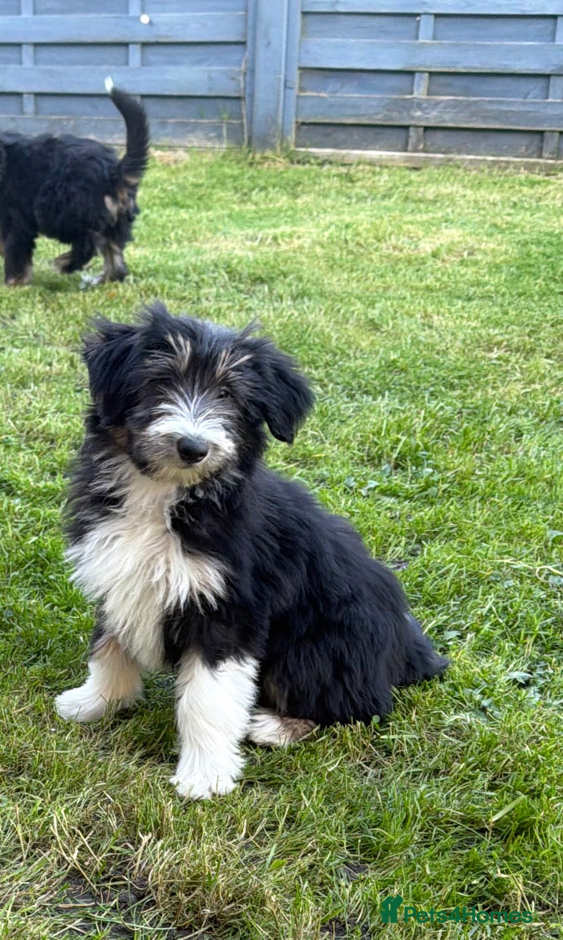 Bearded Collie dogs Beautiful Bearded Collie Puppies  - Advert 1