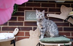 Bengal cats for sale: Frankie-Stunning Snow Bengal-TICA-Available now! - Image 30