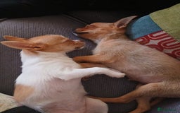 Chihuahua dogs for adoption: ❤️🐶 TOFFEE & COOKIE 🐶❤️ - Image 3