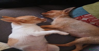 Chihuahua dogs - Advert 9