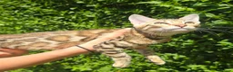 Bengal cats for sale: Ready NOW last 2 girls - Advert 18