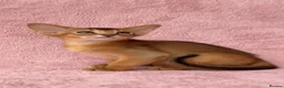 Abyssinian cats for sale: Gorgeous Abyssinian ruddy girls🤎❤️ - Advert 12