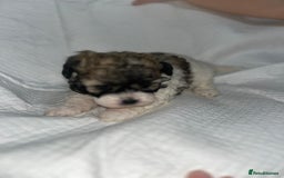 Shihpoo dogs for sale: Shihpoos  - Image 16