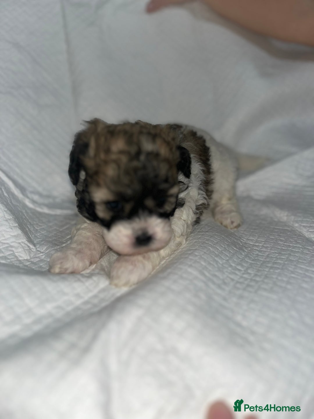 Shihpoo dogs for sale: Shihpoos  - Image 16