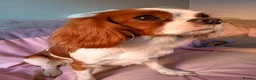 Cavalier King Charles Spaniel dogs for sale: Beautiful Cavalier King Charles  - Advert 2