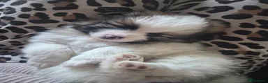 Pomeranian Puppy 3