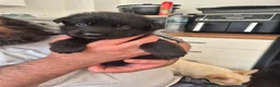 German Shepherd dogs for sale: Rare Blue & black & white german shepherd puppies - Advert 8