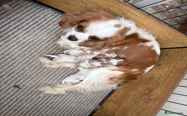 Cavalier King Charles Spaniel dogs - Advert 5