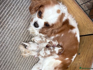 Cavalier King Charles Spaniel dogs - Advert 28