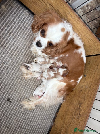 Cavalier King Charles Spaniel dogs - Advert 15