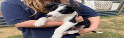 Smooth Collie dogs for sale: Collie Puppies - Advert 7