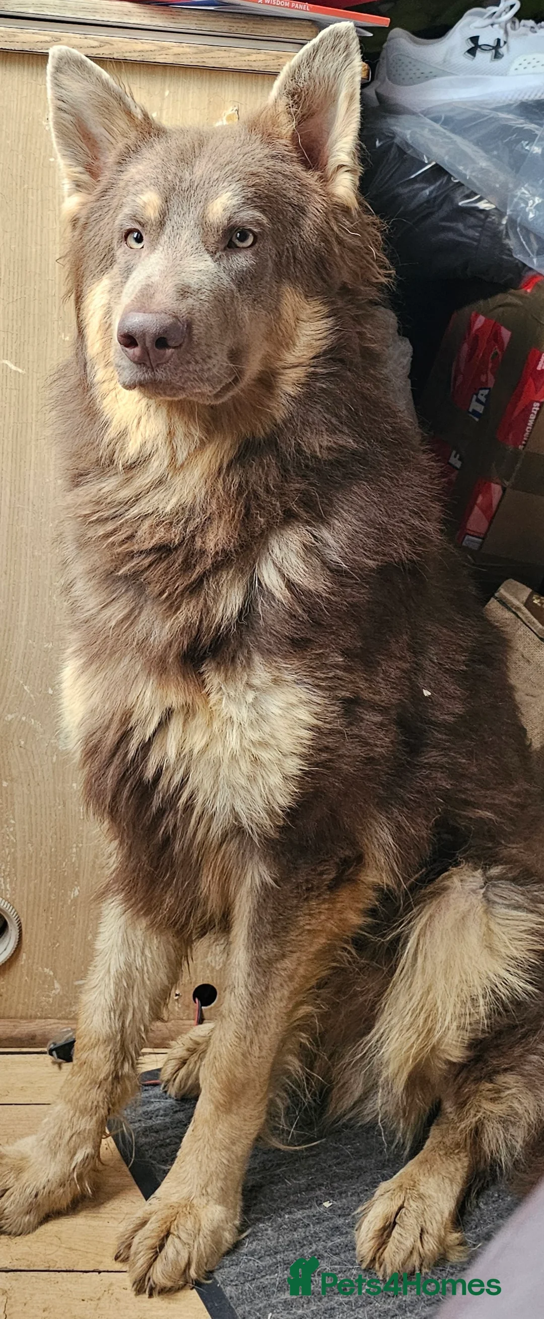 German Shepherd dogs for stud: KC health tested Isabella for stud  in Bedford - Advert 7