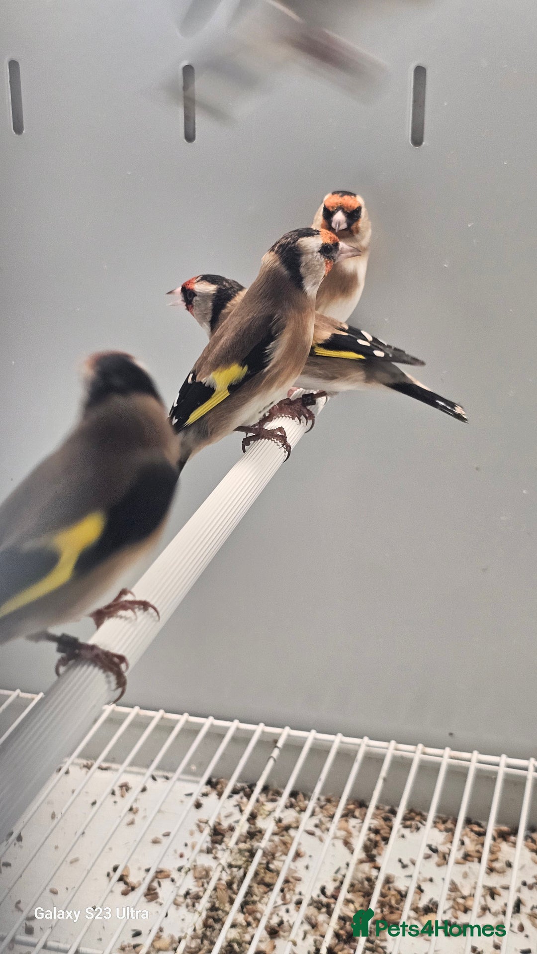Finches birds for sale: Goldfinch greenfinch  - Image 3