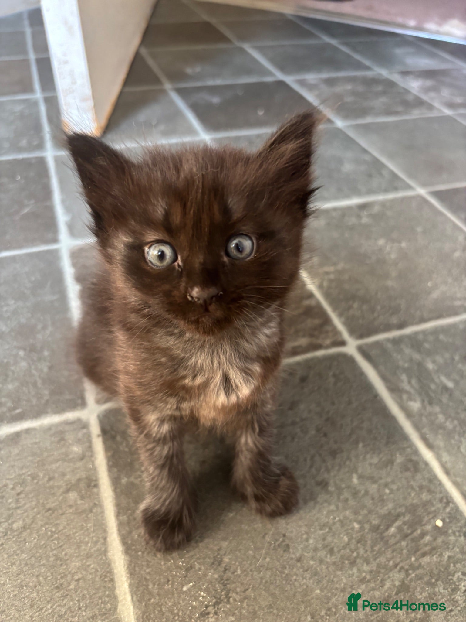 Mixed Breed cats Lovely ragdoll x kittens  - Advert 1