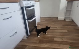 Mixed Breed cats for sale: Female kitten - Image 2
