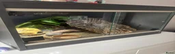 Leopard Gecko reptiles for sale: Leopard Gecko with enclosure in Bodmin - Advert 2