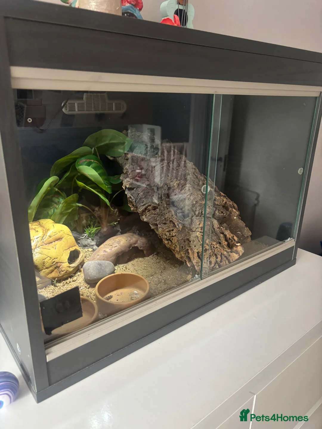 Leopard Gecko reptiles for sale: Leopard Gecko with enclosure in Bodmin - Advert 2