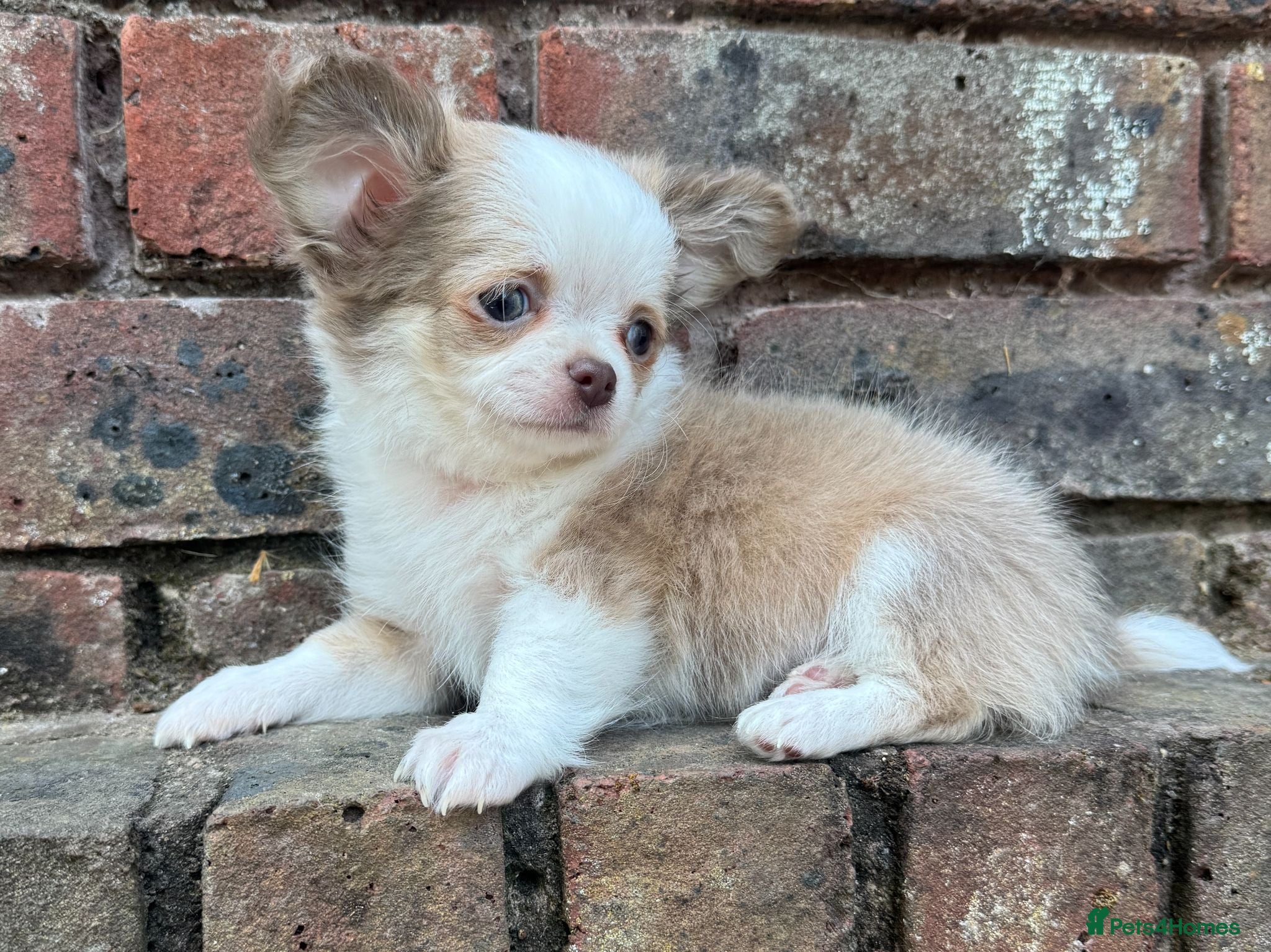 Chihuahua dogs 🐾🩶 UPDATED PHOTOS - READY TO LEAVE LAST TINY BOY - Advert 2