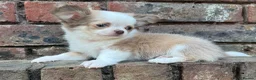 Chihuahua dogs for sale: **PRICE REDUCTION** 🐾🩶 READY TO GO LAST TINY BOY - Advert 3