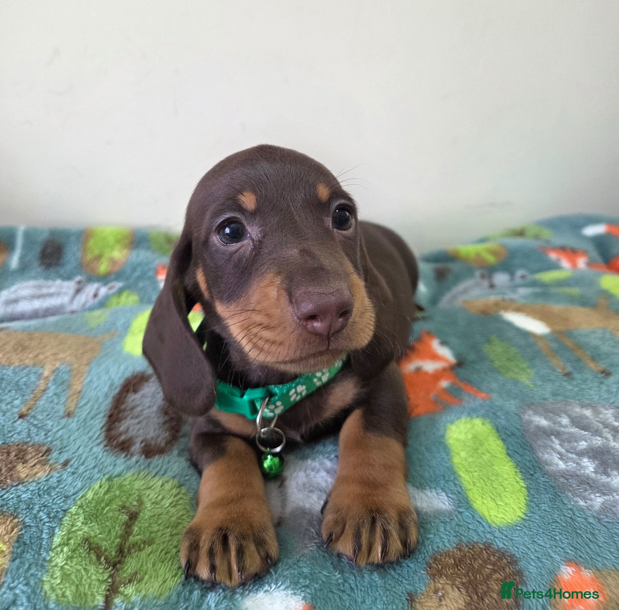 Miniature Dachshund dogs Kc Miniature Dachshund - Advert 16
