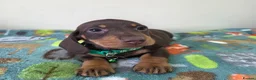 Miniature Dachshund dogs for sale: Miniature Dachshund - Advert 14