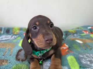 Miniature Dachshund dogs Kc Miniature Dachshund - Advert 15