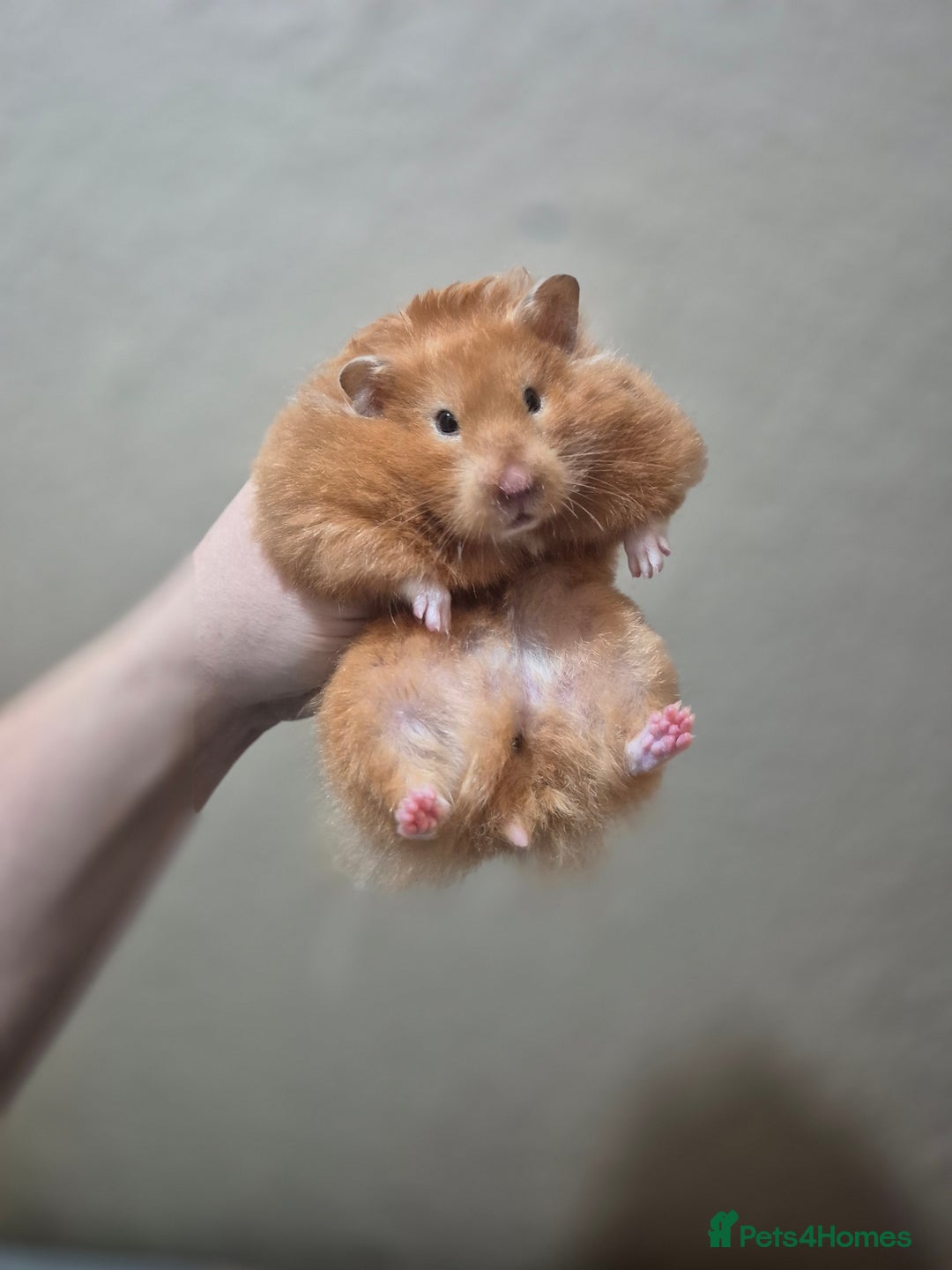 Hamster rodents for sale: 9 month old long haired female syrian hamster  - Image 3