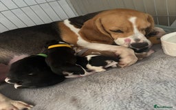 Beagle dogs for stud: Spot, Proven KC reg Beagle for stud in Sheffield - Image 7