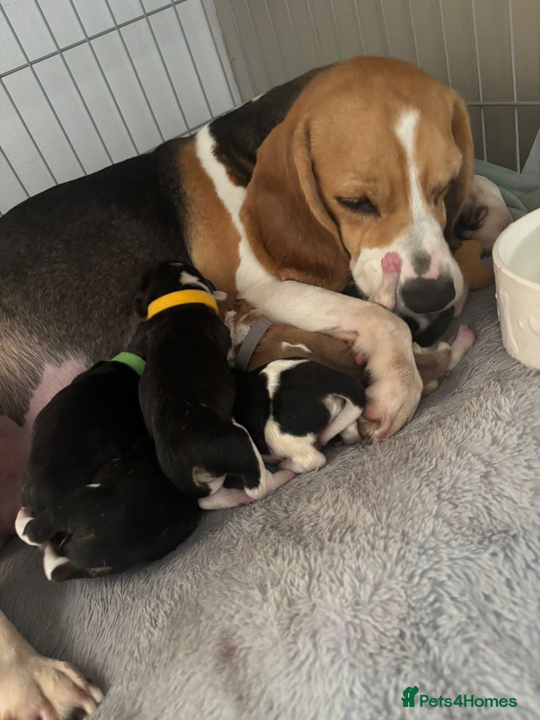 Beagle dogs for stud: Spot, Proven KC reg Beagle for stud in Sheffield - Image 7
