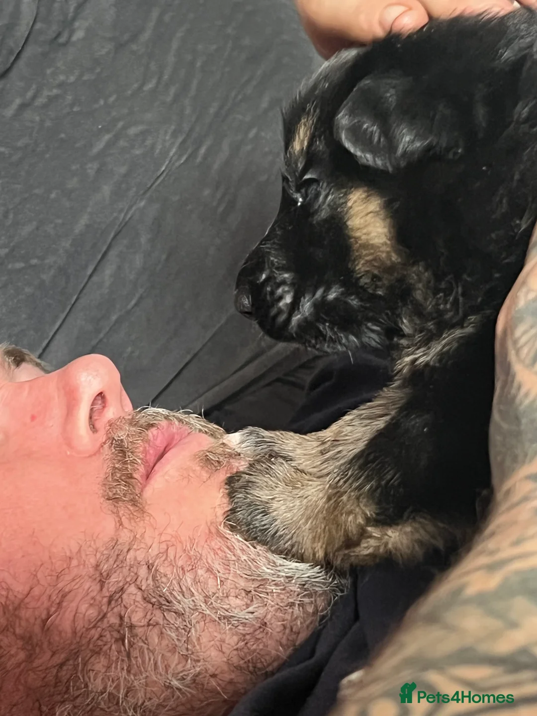 German Shepherd dogs for sale: The most stunning German Shepherd puppies - Advert 16