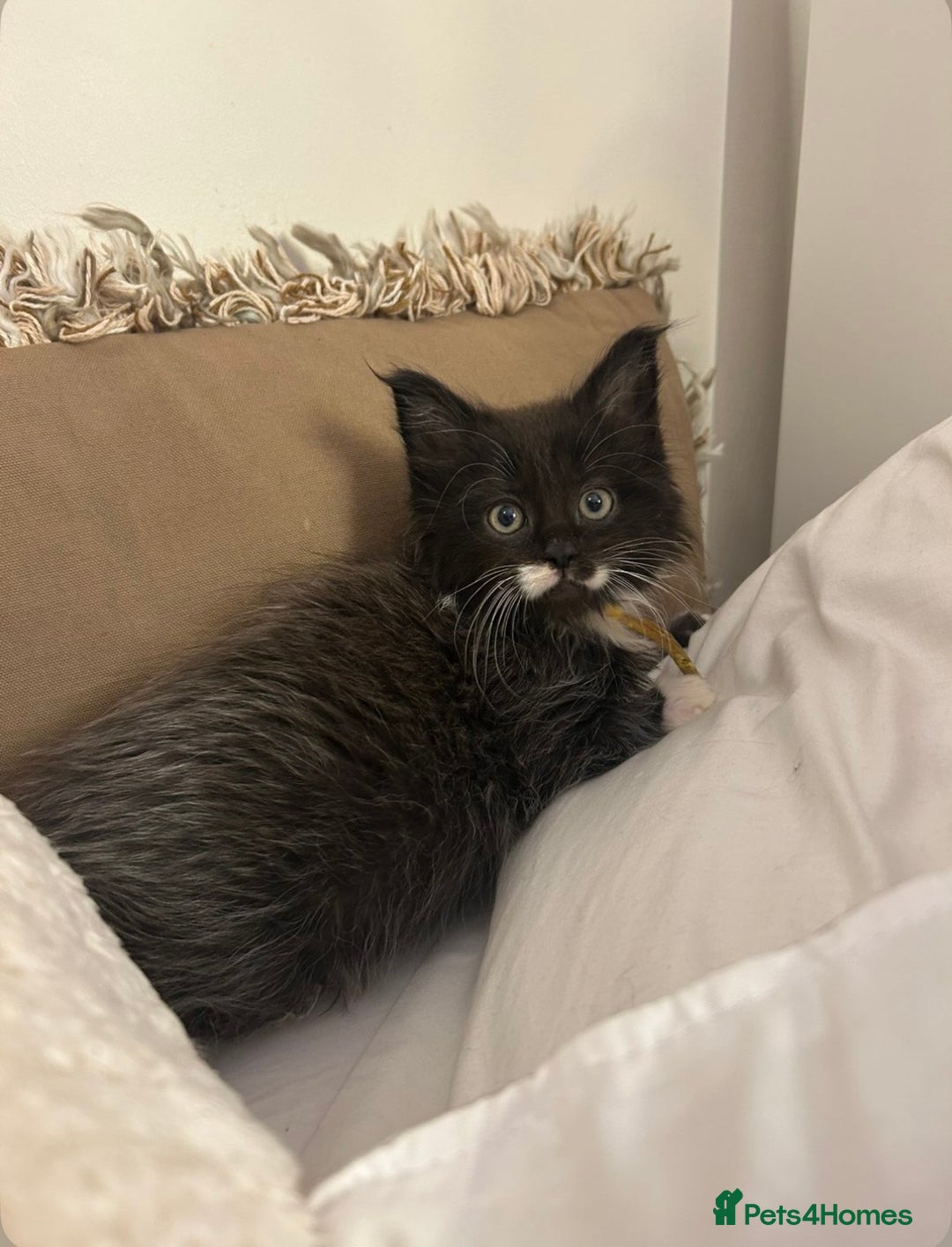 Maine Coon cats for sale: Stubbing Maine coon cubs for sale  - Advert 5