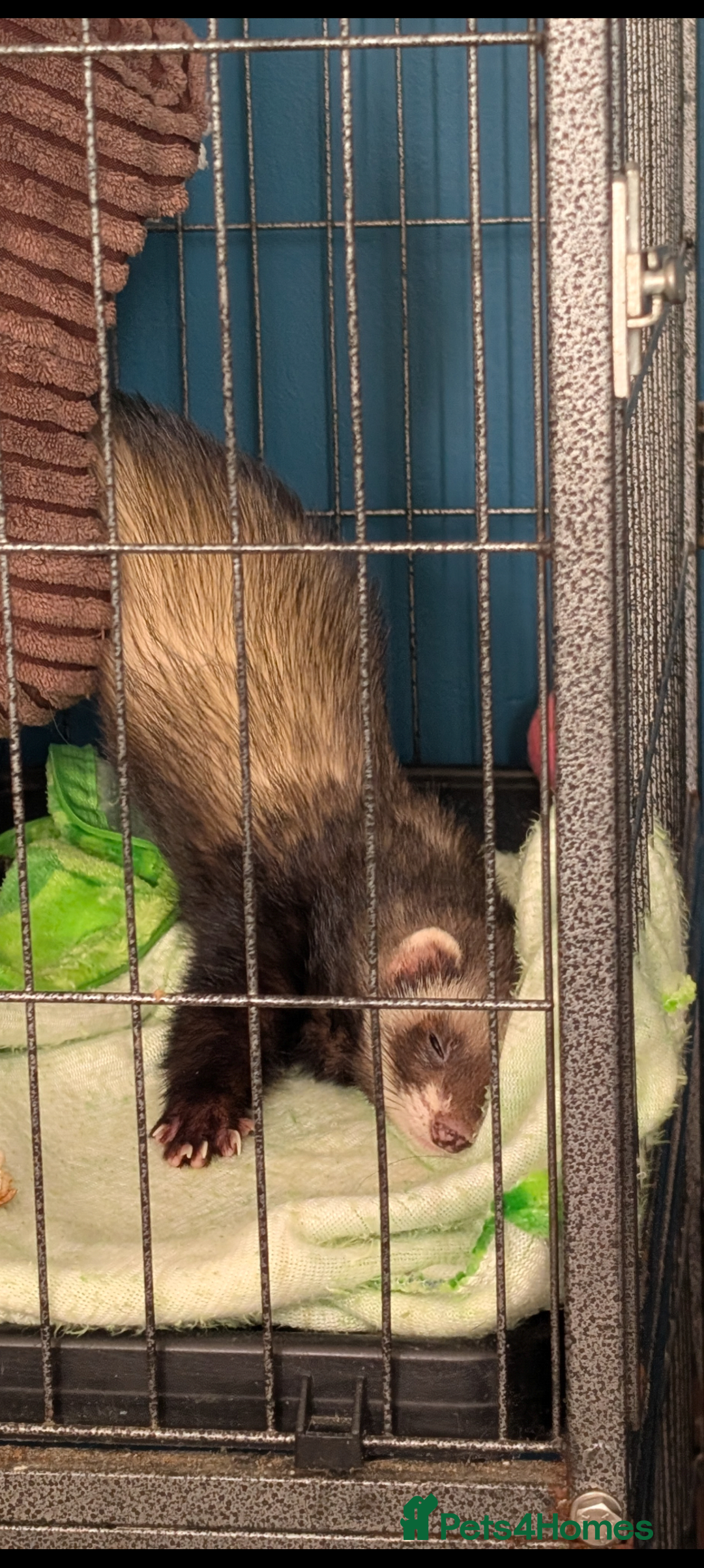 Ferret rodents for sale: Ferret Jill For Re-Home  - Advert 2