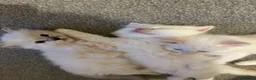 Ragdoll cats for sale: Ragdolls available - Advert 10