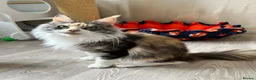 Maine Coon cats for sale: GCCF pedigree female Maine Coon kittens  - Advert 2