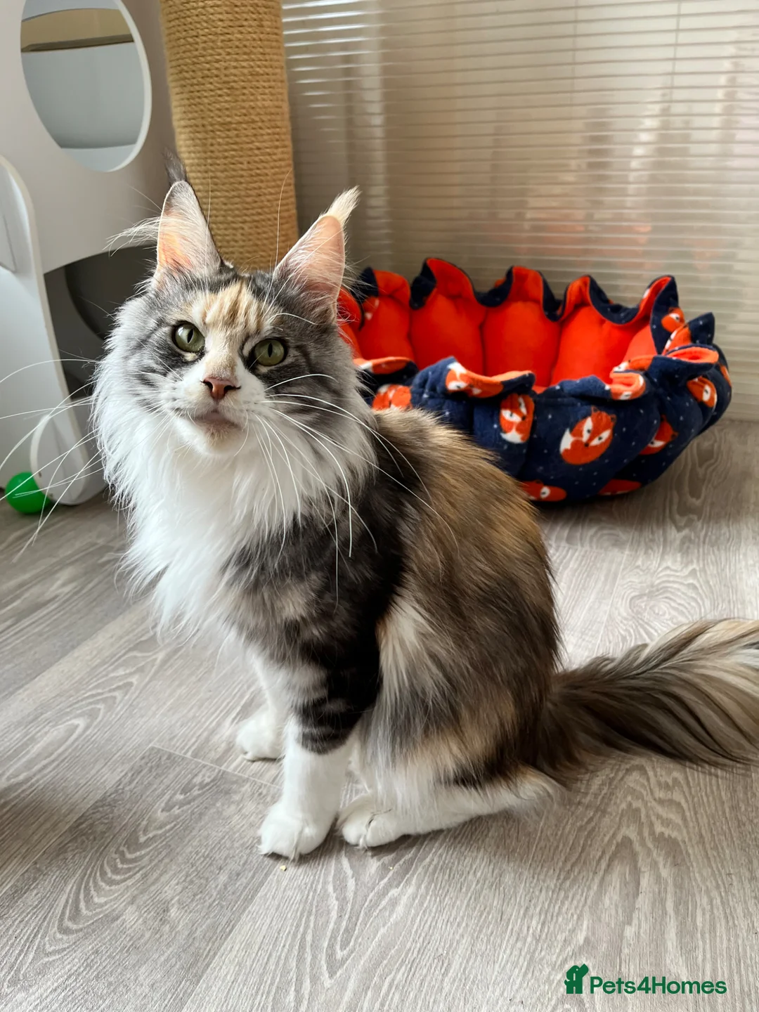 Maine Coon cats for sale: GCCF pedigree female Maine Coon kittens  - Advert 2