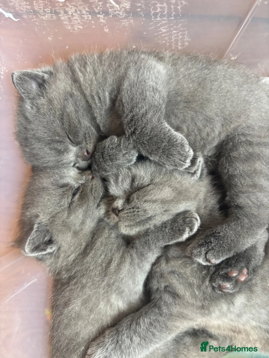 British Shorthair cats for sale: British Shorthair Kittens Berkshire - Advert 1