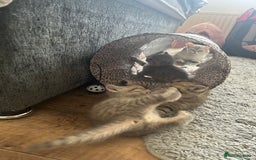 British Shorthair cats for sale: British shorthair kittens  - Image 23