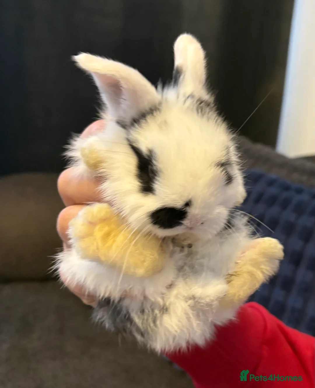 Mini Lop rabbits for sale: Beautiful pure bred mini lop bunnies - Advert 13