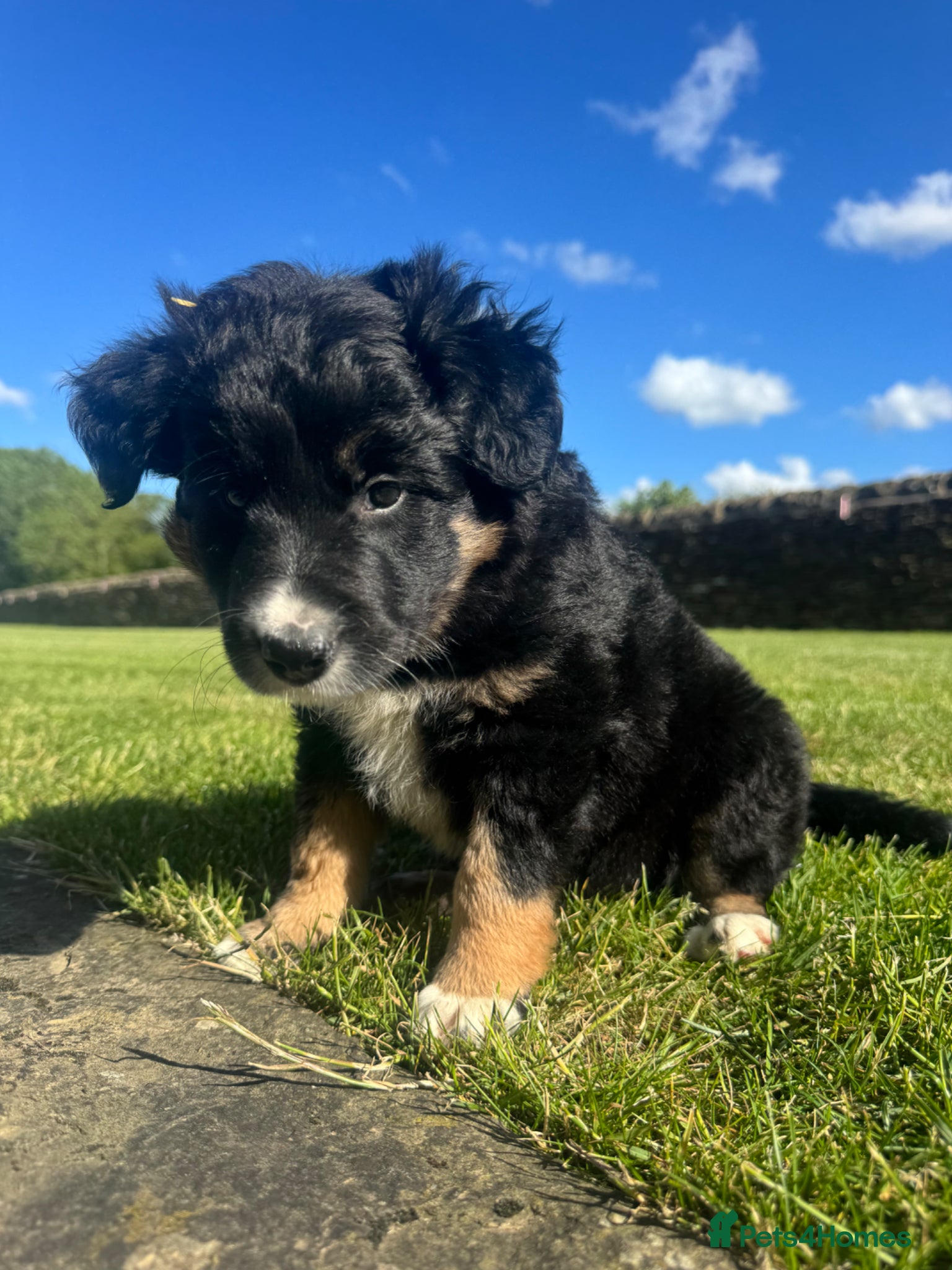 Border Collie dogs Border Collie Puppy’s litter of 6 gorgeous pups.  - Advert 2